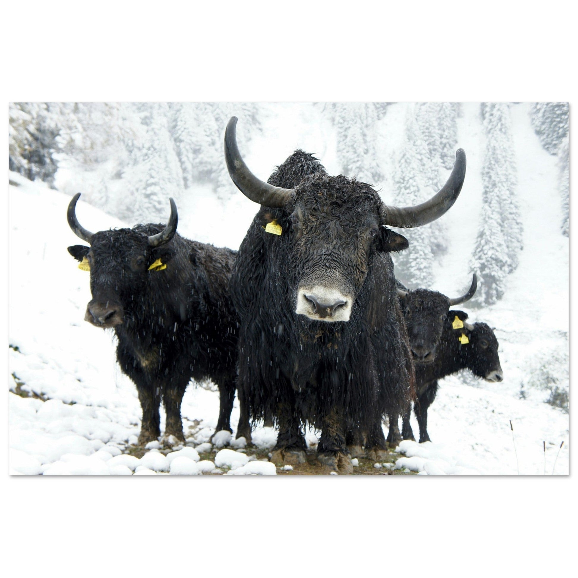 Photos de Bovins noirs sous la neige — Savoie — tableau photo paysage de montagne en Alu Dibond, fabrication française