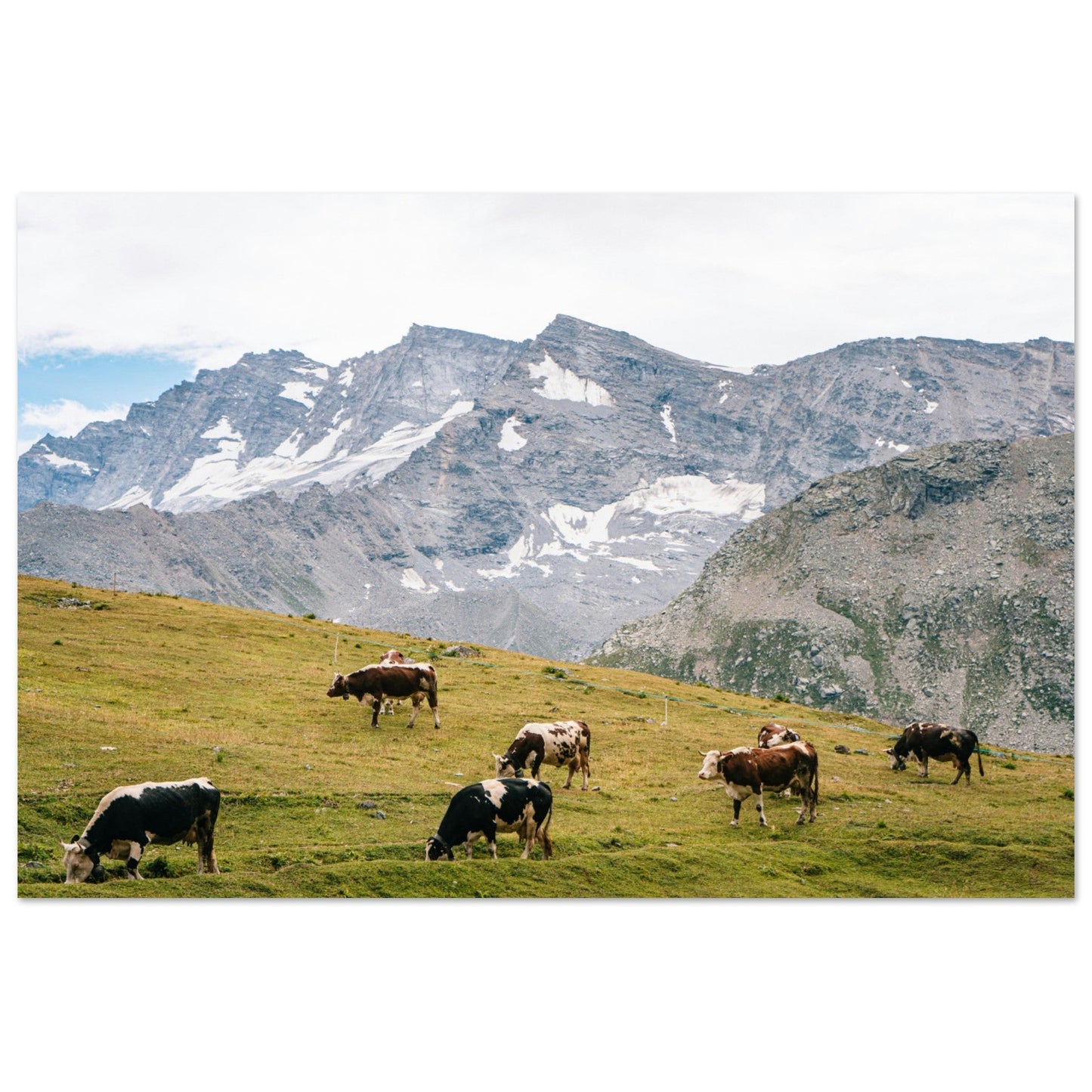 Tableau photo Photo de Vaches en Savoie, alpage & glaciers — tirage aluminium Dibond mat, fabrication française, prêt à accrocher