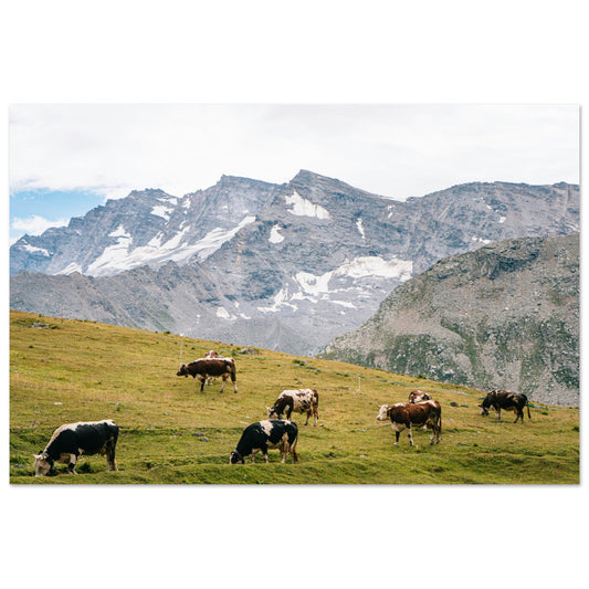 Tableau photo Photo de Vaches en Savoie, alpage & glaciers — tirage aluminium Dibond mat, fabrication française, prêt à accrocher