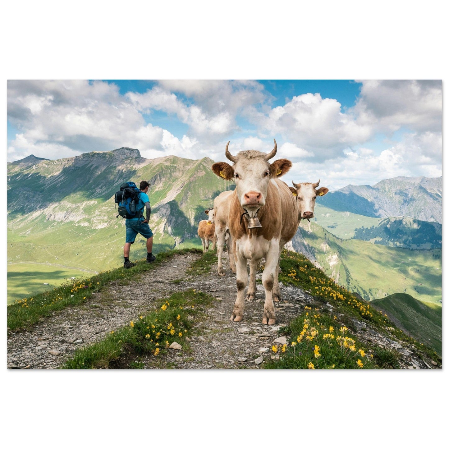 Tableau photo Photo de Vaches en Savoie — chemin d’alpage — tirage aluminium Dibond mat, fabrication française, prêt à accrocher