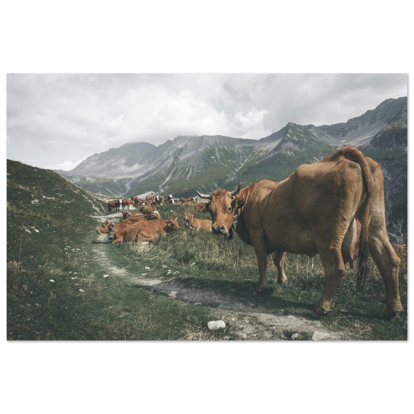 Tableau photo Photo de Vaches en Savoie — chemin d’alpage — tirage aluminium Dibond mat, fabrication française, prêt à accrocher