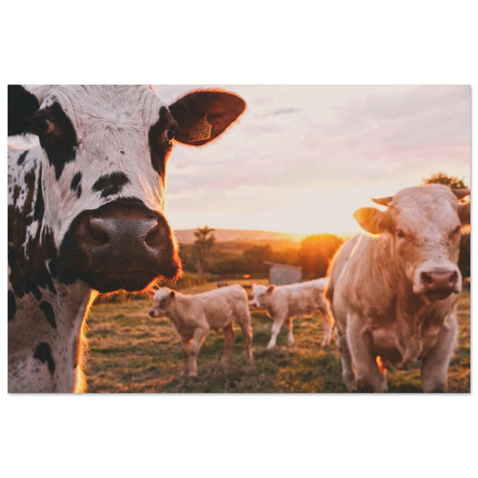 Tableau photo Photo de Vaches de Savoie — coucher de soleil — tirage aluminium Dibond mat, fabrication française, prêt à accrocher