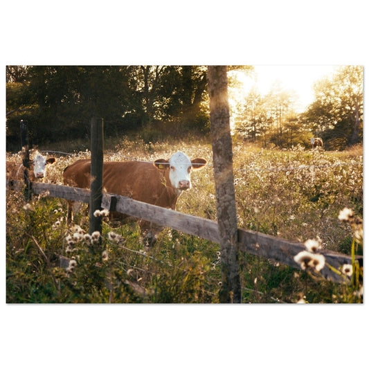 Vente Photo de vaches en Savoie #2 - Tableau photo paysage