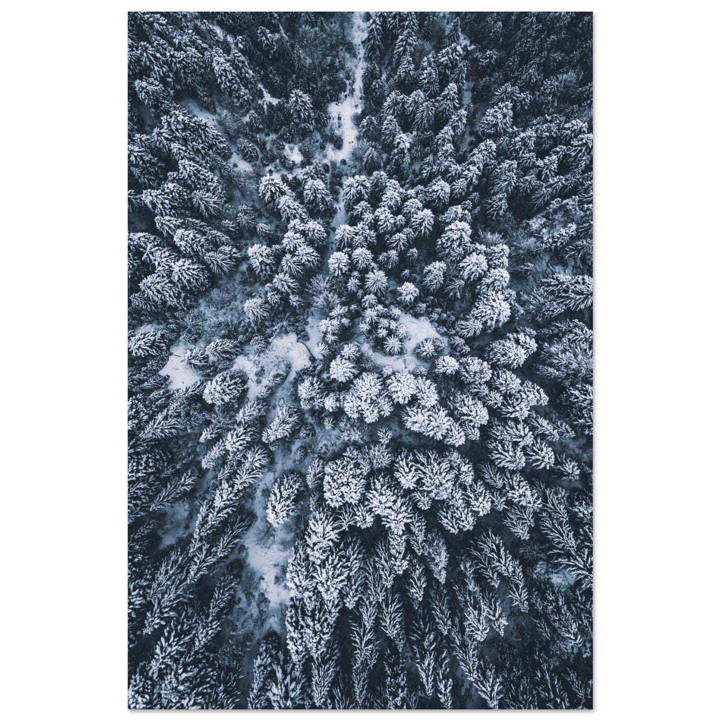 Vente Photo drone de sapins enneigés - Tableau photo alu montagne