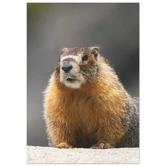 Vente Photo d'une marmotte dans les Alpes #7 - Tableau photo paysage