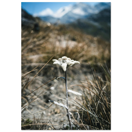 Vente Photo Edelweiss dans les Alpes #2 - Tableau photo paysage