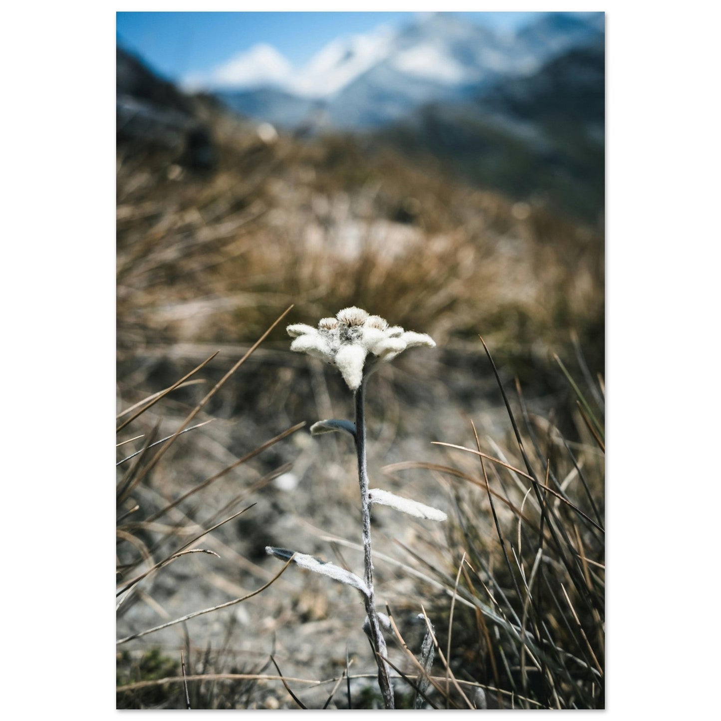 Vente Photo Edelweiss dans les Alpes #2 - Tableau photo paysage