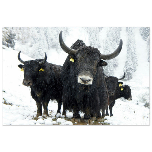 Vente Photos de vaches noir sous la neige, Savoie - Tableau photo paysage