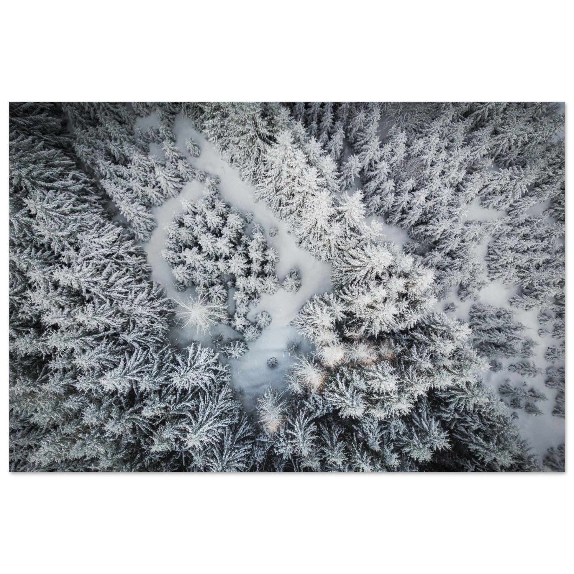 Photo drone de sapins en neige - Tableau photo alu montagne