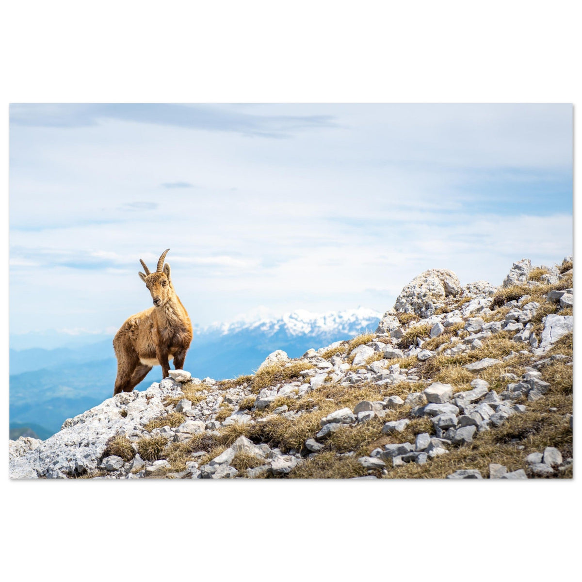 Bouquetin au sommet du Grand Veymont dans le massif du Vercors
