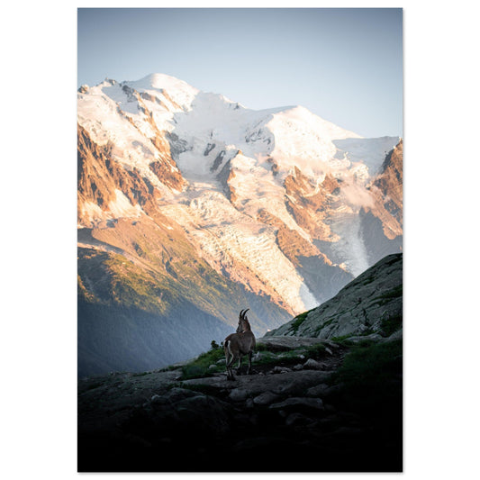 Photo d'un bouquetin face Mont-Blanc - Tableau photo alu montagne