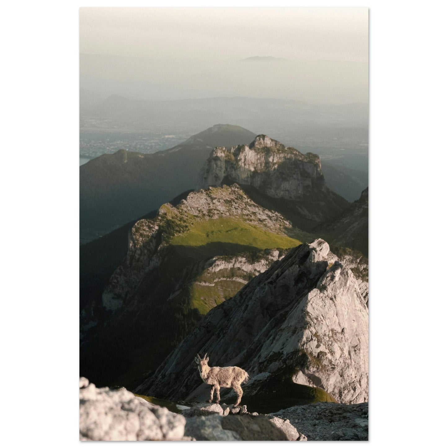 Photo d'un bouquetin sur les hauteurs d'Annecy - Tableau photo alu montagne