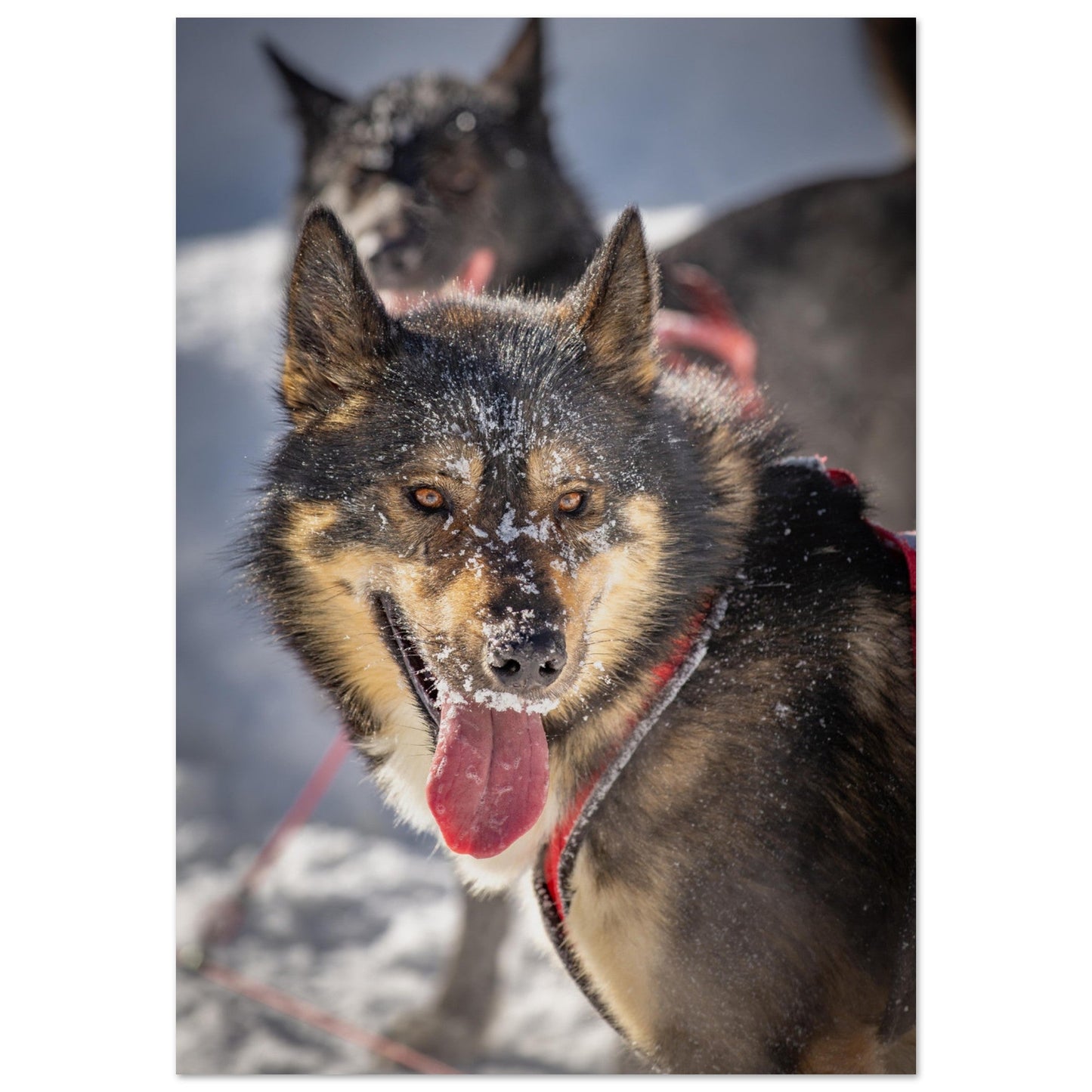 Photo d'un husky - #1 - Tableau photo alu montagne