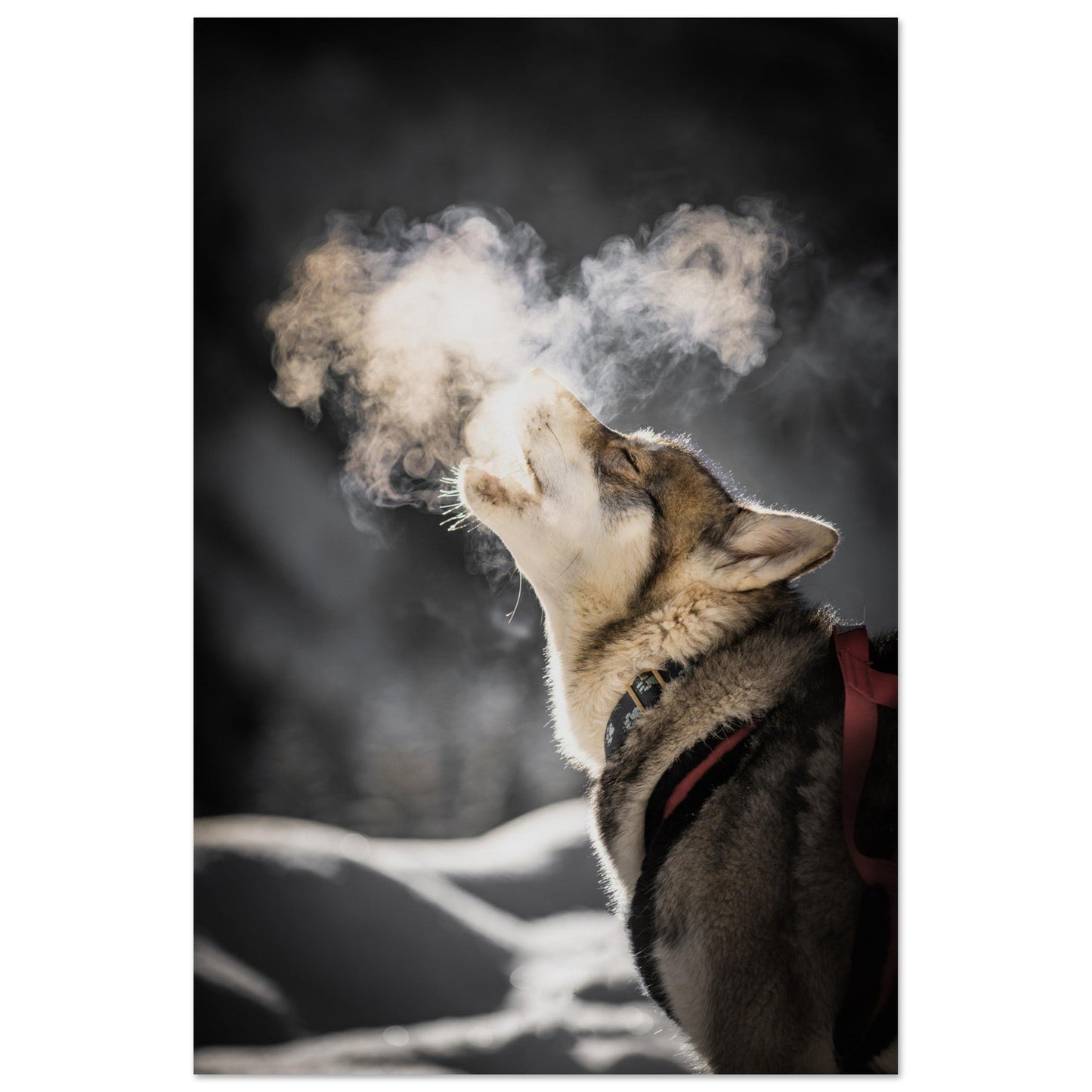 Photo d'un husky - #2 - Tableau photo alu montagne