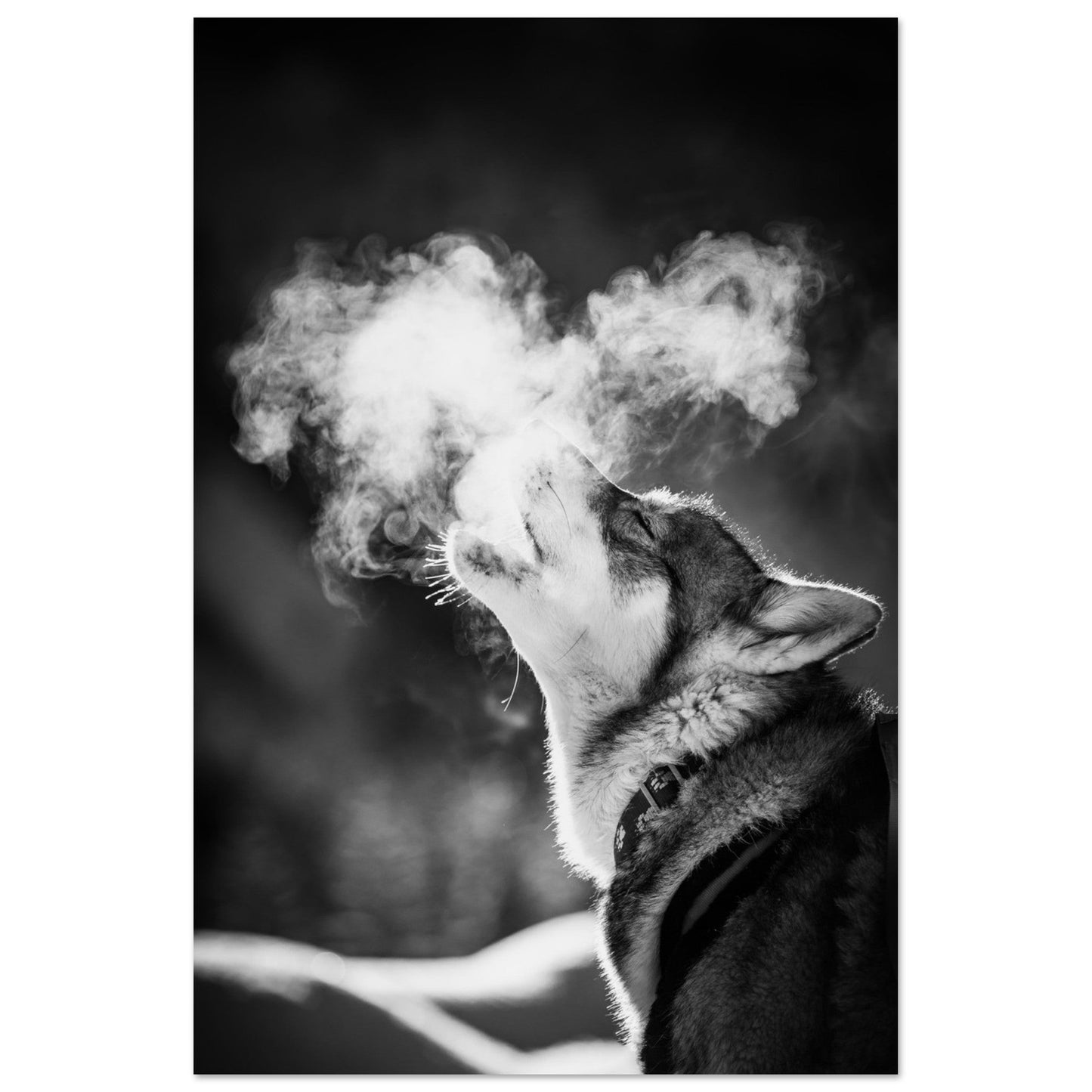 Photo d'un husky - #2 - Noir & Blanc - Tableau photo alu montagne