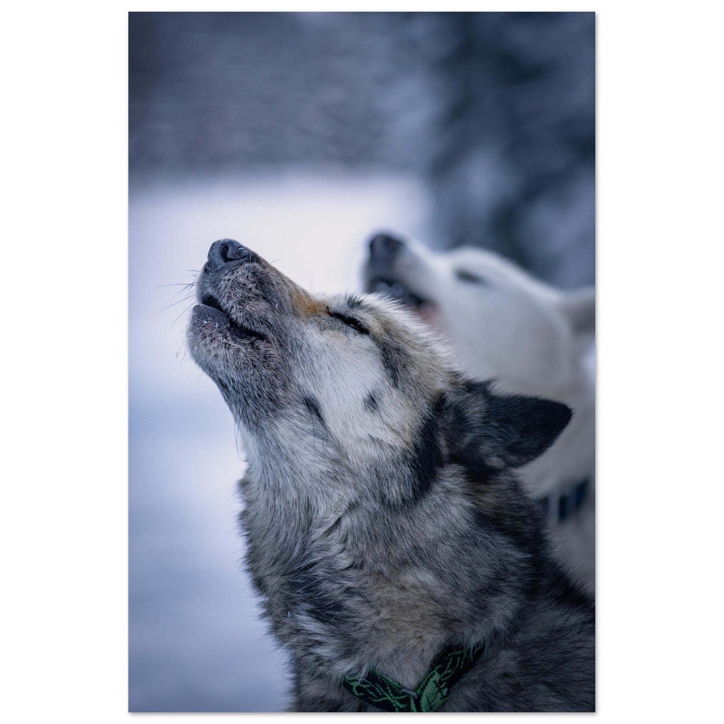 Photo d'un husky - #4 - Tableau photo alu montagne