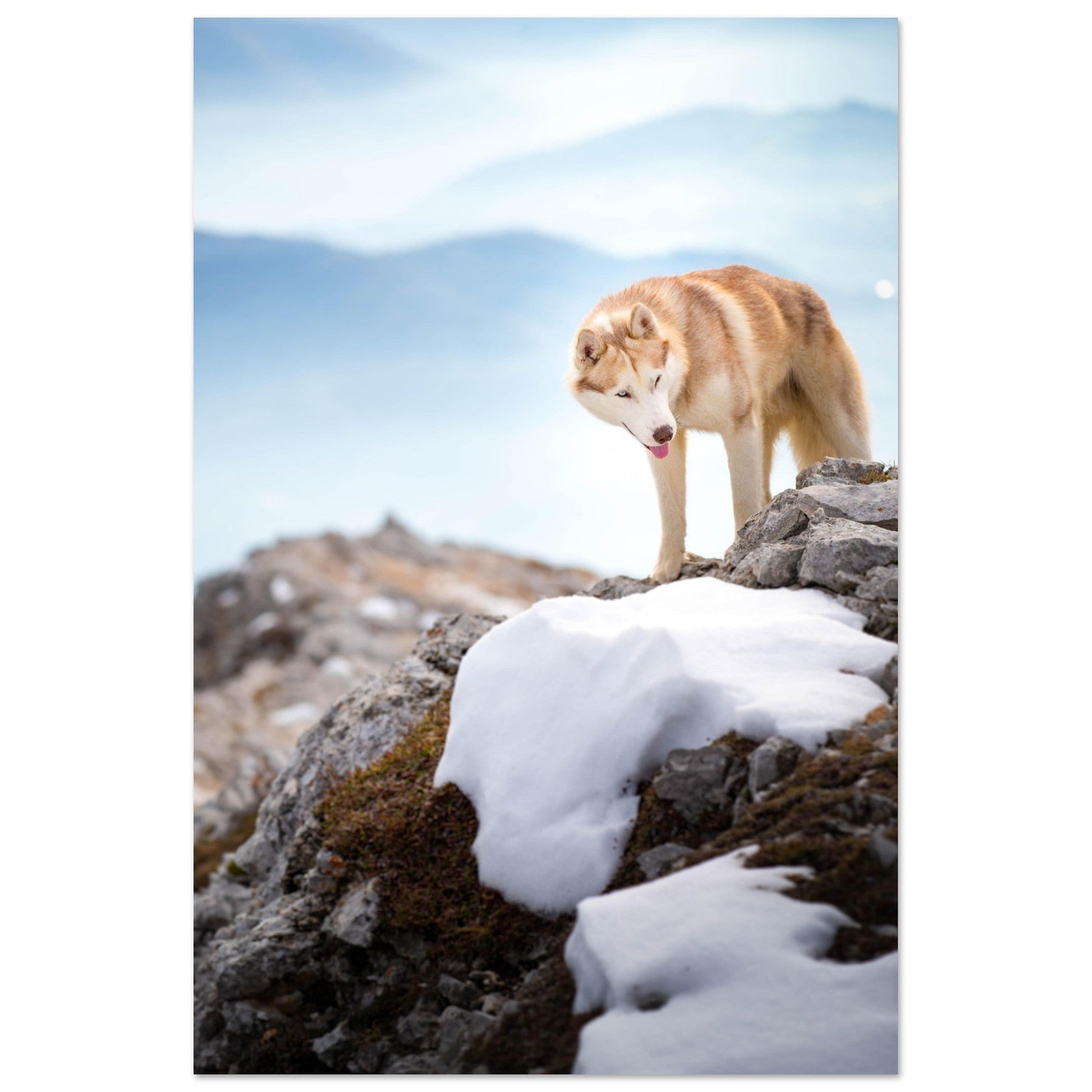 Photo d'un husky - #7 - Tableau photo alu montagne