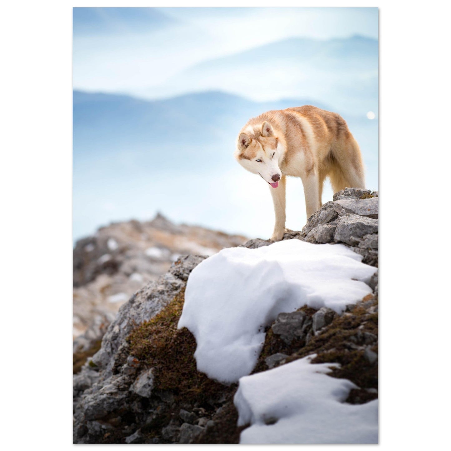 Photo d'un husky - #7 - Tableau photo alu montagne
