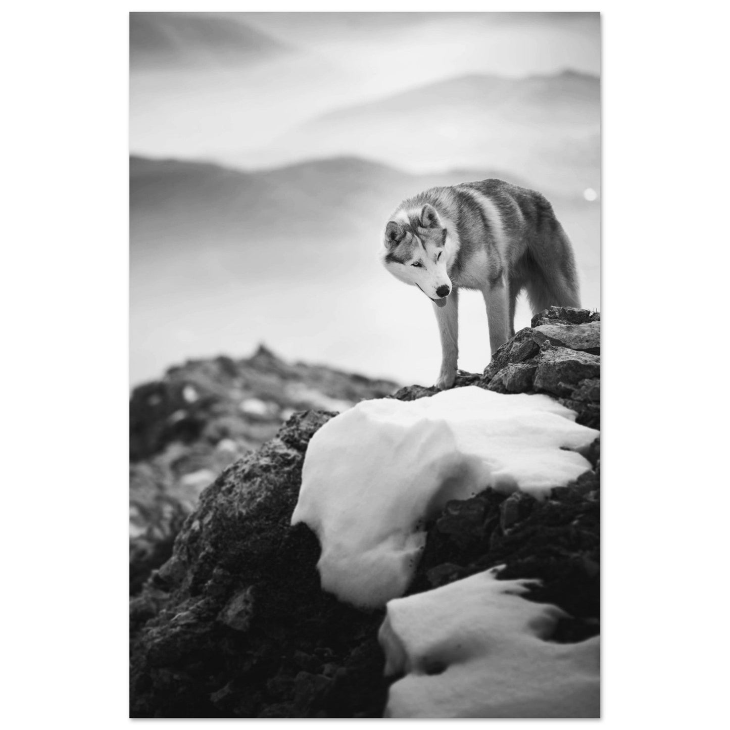 Photo d'un husky - #7 - Noir & Blanc - Tableau photo alu montagne