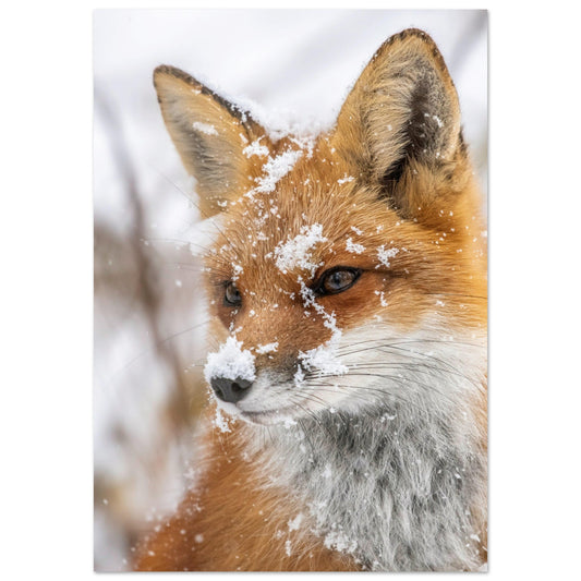 Vente Photo d'un portrait de renard dans la neige - Tableau photo alu montagne