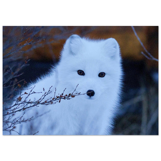 Vente Photo d'un renard blanc #2 - Tableau photo alu montagne