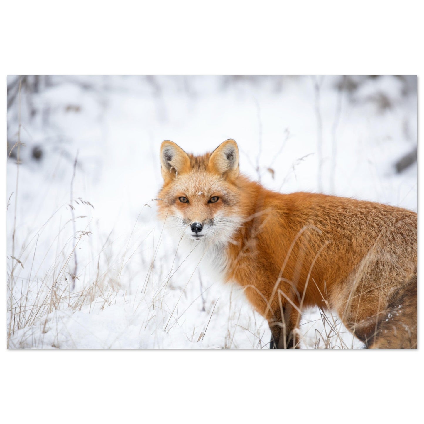 Vente Photo d'un renard dans la neige - Tableau photo alu montagne