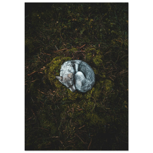 Vente Photo d'un renard qui dort dans la foret - Tableau photo alu montagne