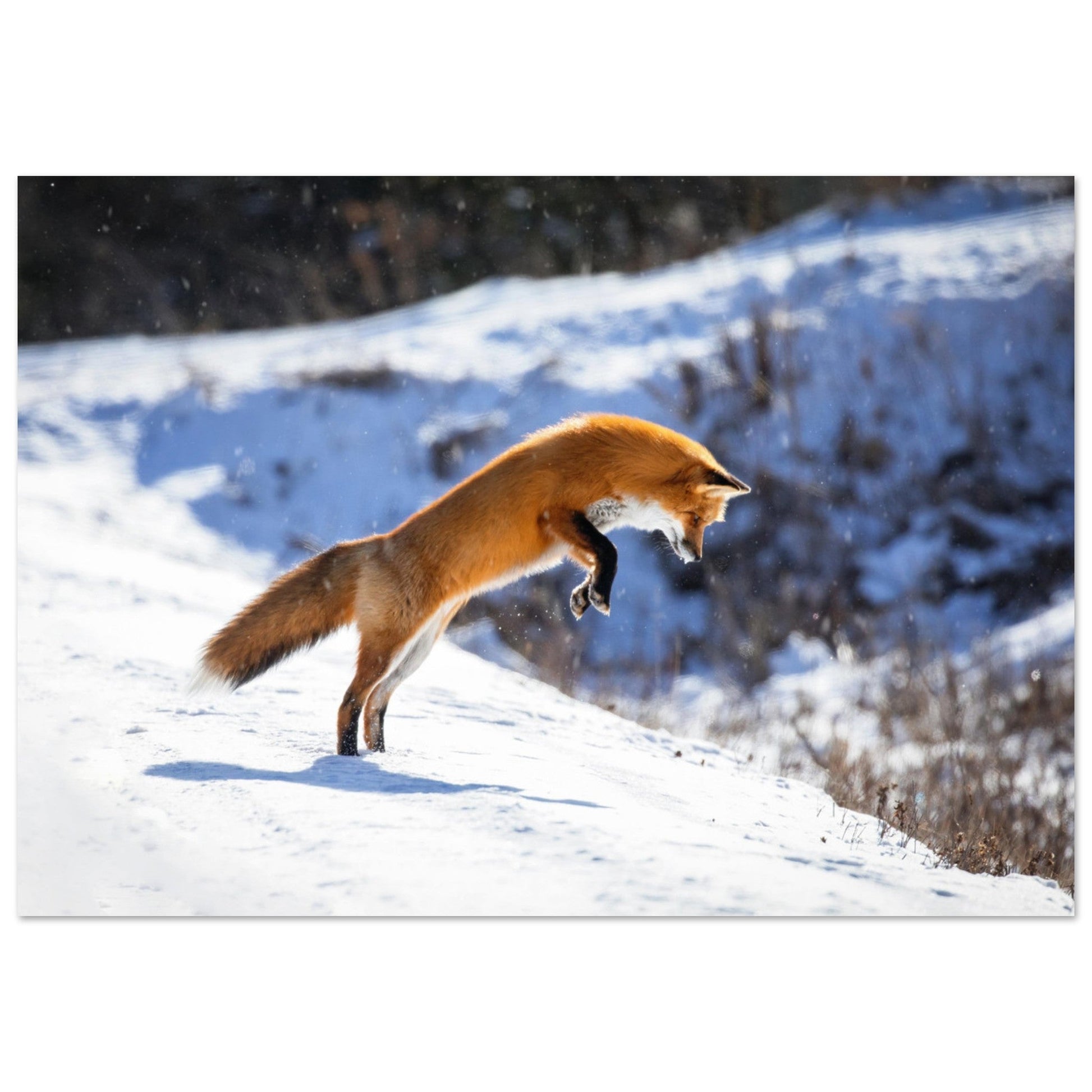 Photo d'un renard qui saute dans la neige - Tableau photo alu montagne
