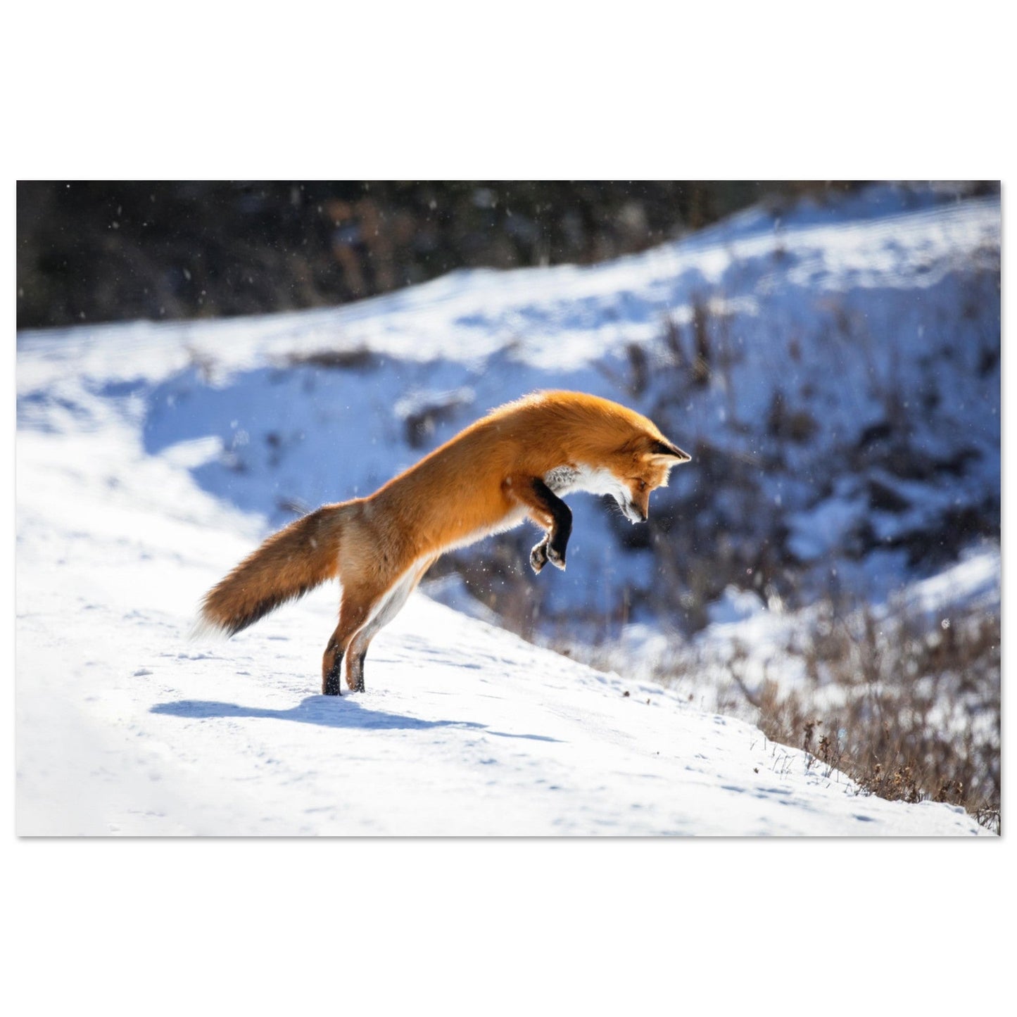 Photo d'un renard qui saute dans la neige - Tableau photo alu montagne