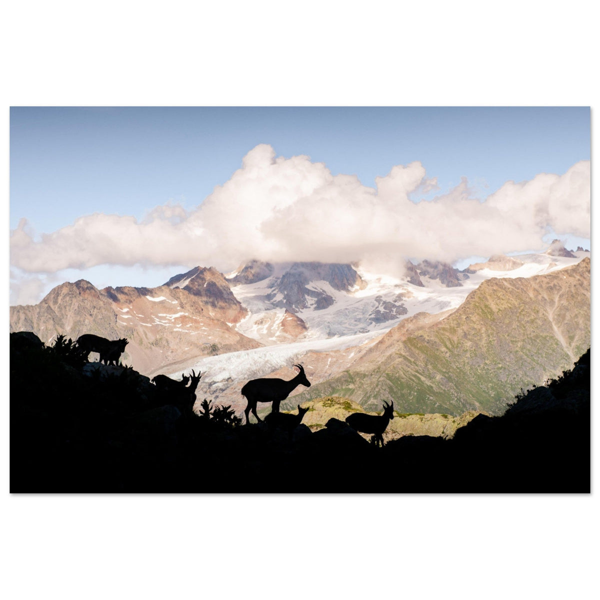Famille de bouquetins dans les Aiguilles Rouges face aux glaciers