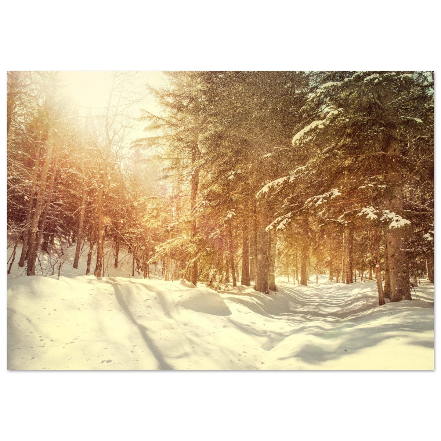 Vente Photo d'une foret enchantée sous la neige - Tableau photo alu montagne