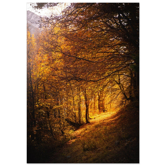 Vente Photo d'une foret savoyarde en automne - Tableau photo alu montagne