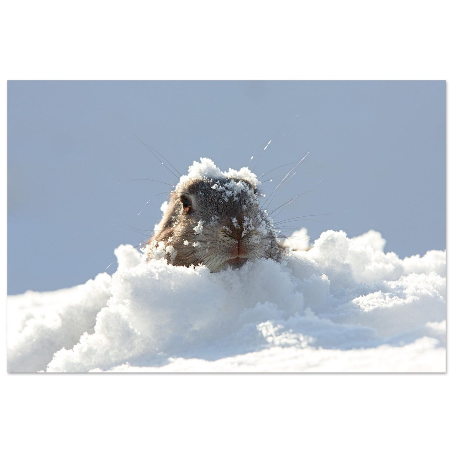 Photo d'une marmotte dans la neige - Tableau photo alu montagne