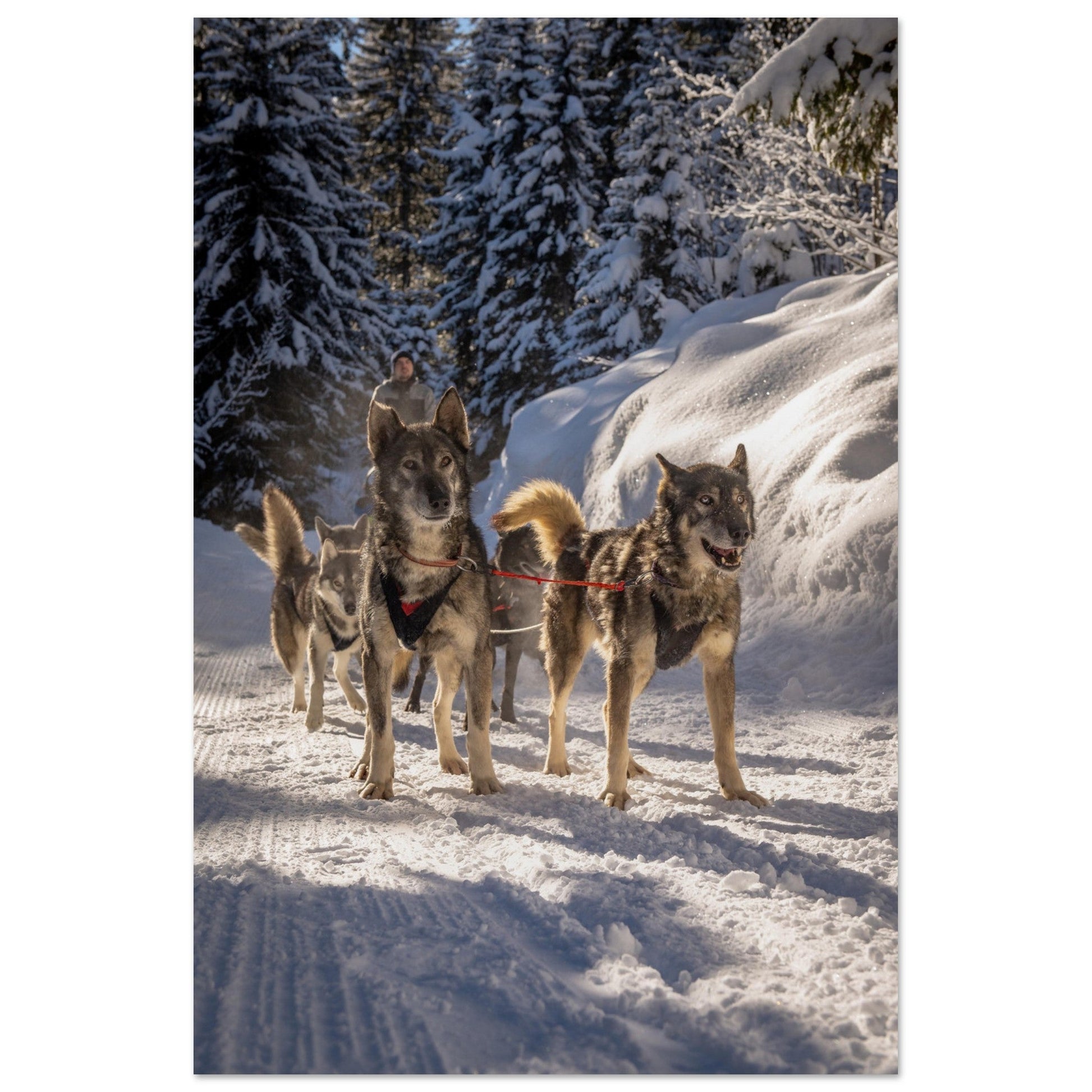 Vente Photos de huskies à Courchevel, Savoie - #4 - Tableau photo alu montagne