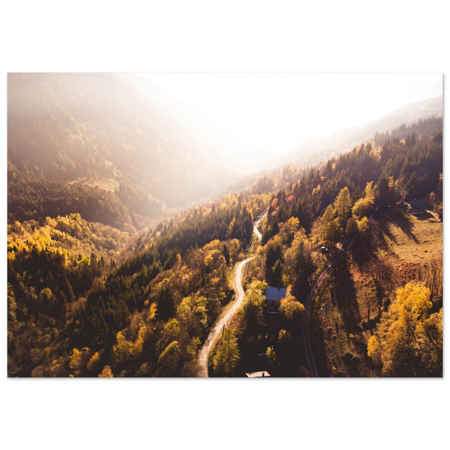 Tableau photo en Alu Dibond : Sapins en automne, Savoie