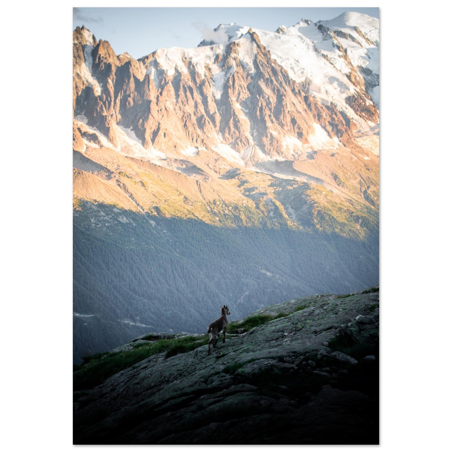 Tableau photo Photo d'un bébé bouquetin face Mont - Blanc — tirage aluminium Dibond mat, fabrication française, prêt à accrocher