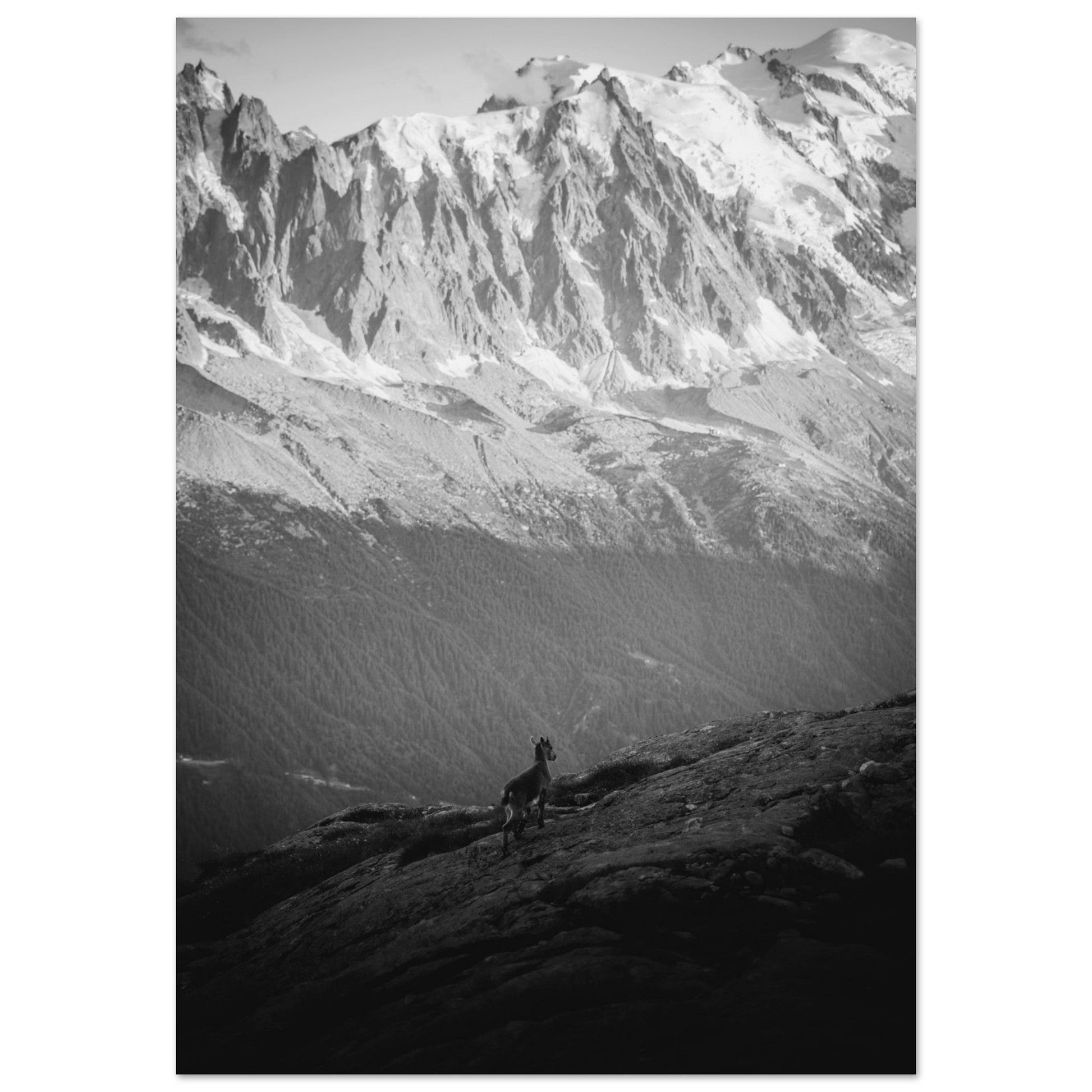 Photo d'un bébé bouquetin face Mont-Blanc - Noir & Blanc — tableau photo paysage de montagne en Alu Dibond, fabrication française
