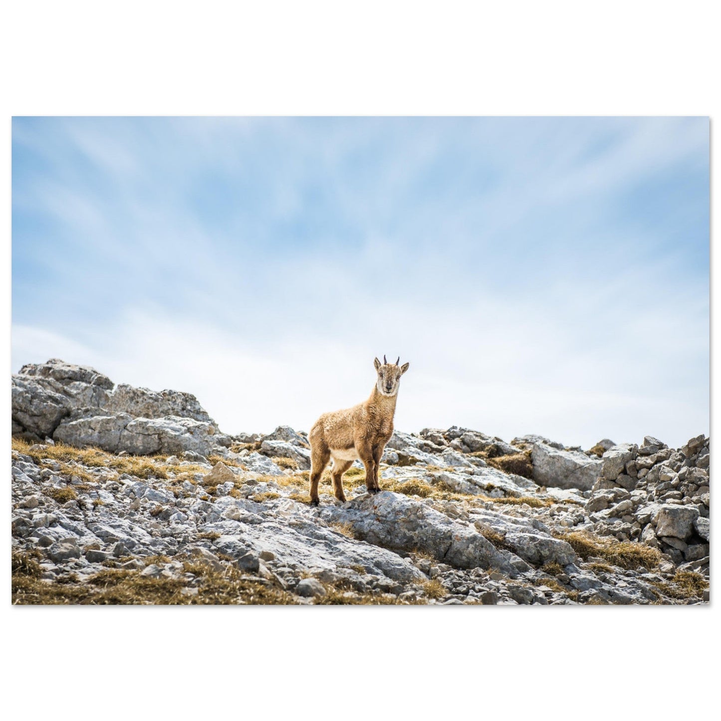 Tableau photo Photo d'un bébé bouquetin au sommet du Grand Veymont, Vercors — tirage aluminium Dibond mat, fabrication française, prêt à accrocher