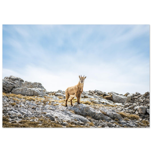 Tableau photo Photo d'un bébé bouquetin au sommet du Grand Veymont, Vercors — tirage aluminium Dibond mat, fabrication française, prêt à accrocher
