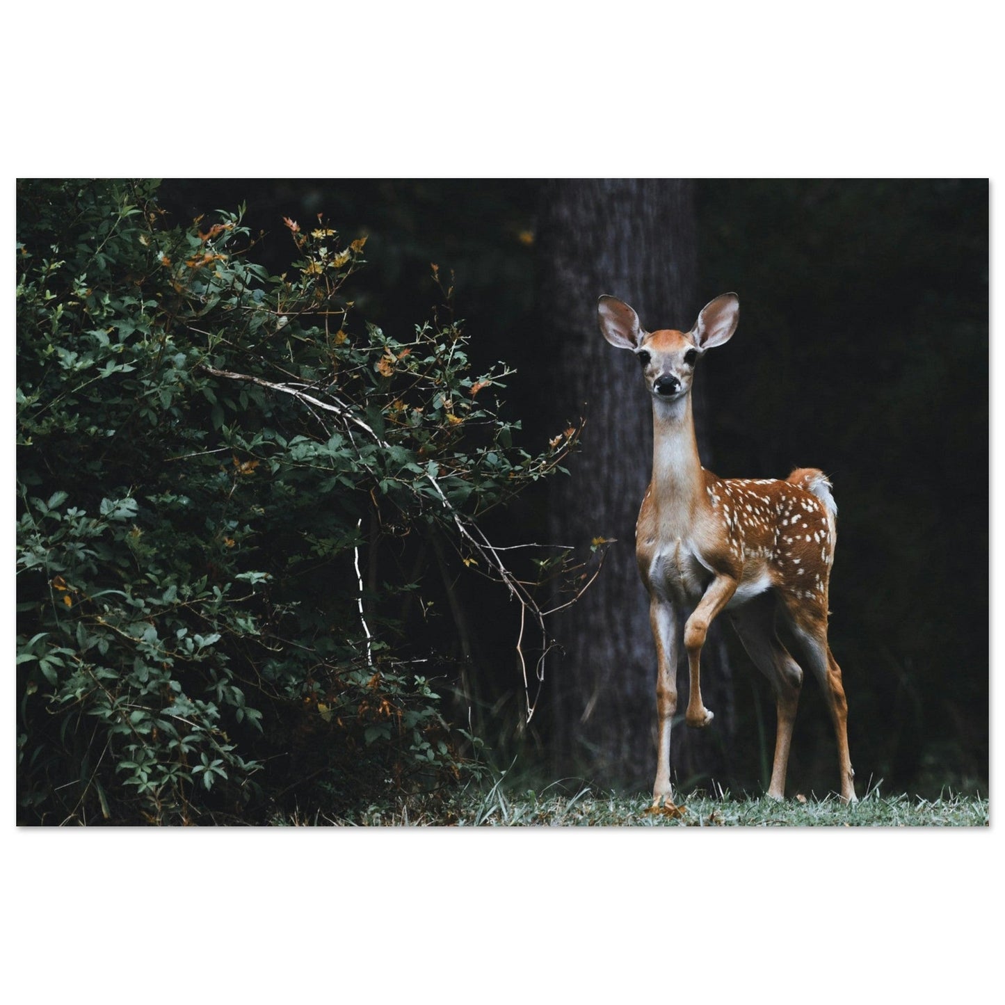 Tableau photo Photo d'une biche en foret 1 — tirage aluminium Dibond mat, fabrication française, prêt à accrocher