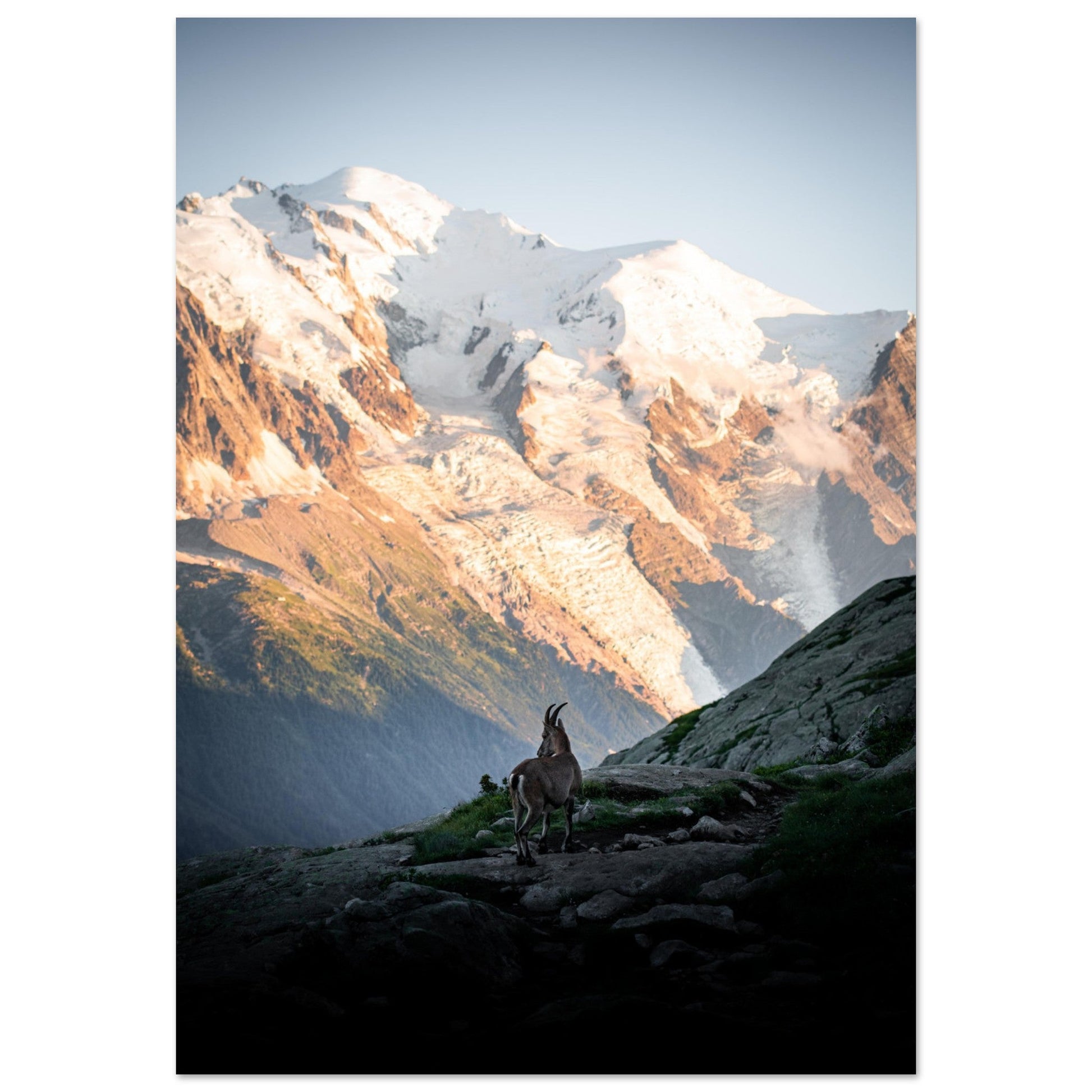 Bouquetin face au Mont-Blanc — composition animalière dans son environnement Bouquetin photographié face au massif du Mont-Blanc dans les Alpes