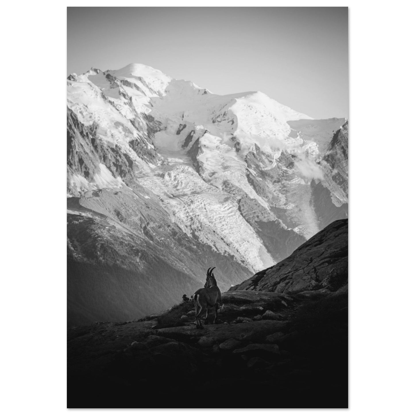 Tableau photo Photo d'un bouquetin face Mont - Blanc - Noir & Blanc — tirage aluminium Dibond mat, fabrication française, prêt à accrocher
