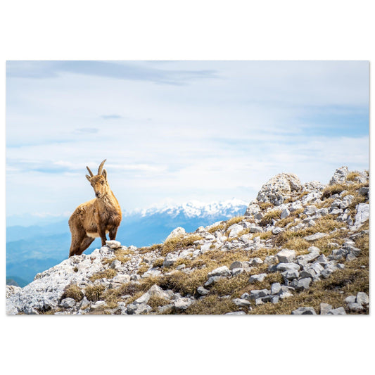 Tableau photo Photo d'un bouquetin au sommet du Grand Veymont, Vercors — tirage aluminium Dibond mat, fabrication française, prêt à accrocher