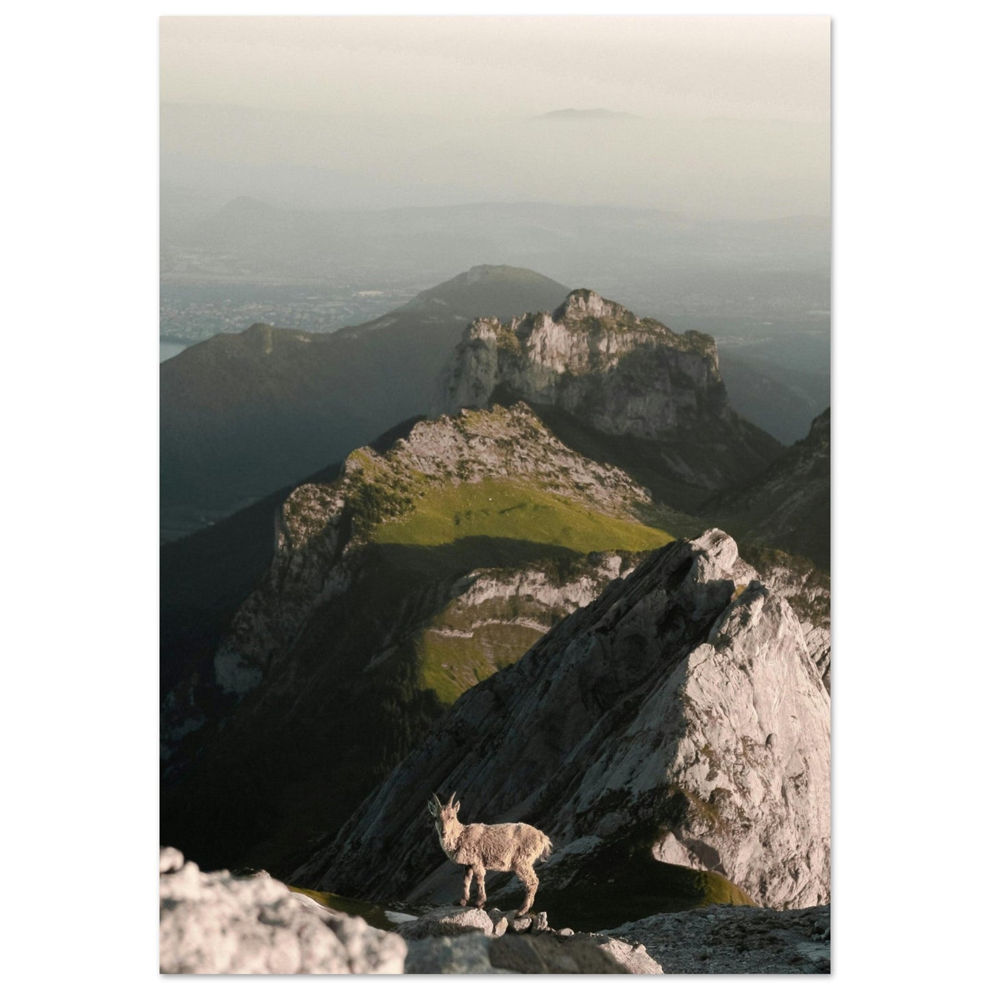Tableau photo Photo d'un bouquetin sur les hauteurs d'Annecy — tirage aluminium Dibond mat, fabrication française, prêt à accrocher
