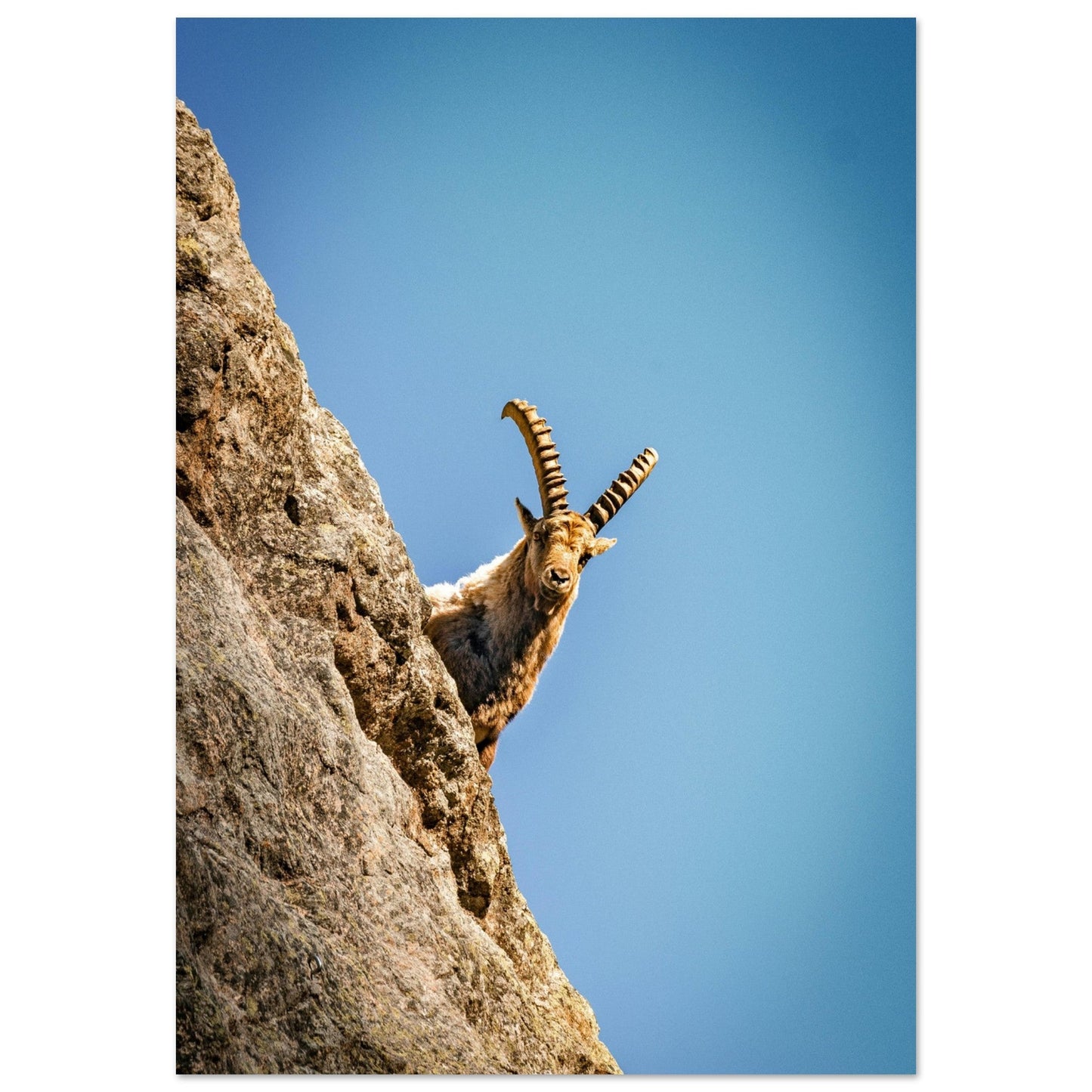 Tableau photo Photo d'un bouquetin dans la Vallée des merveilles, Mercantour — tirage aluminium Dibond mat, fabrication française, prêt à accrocher