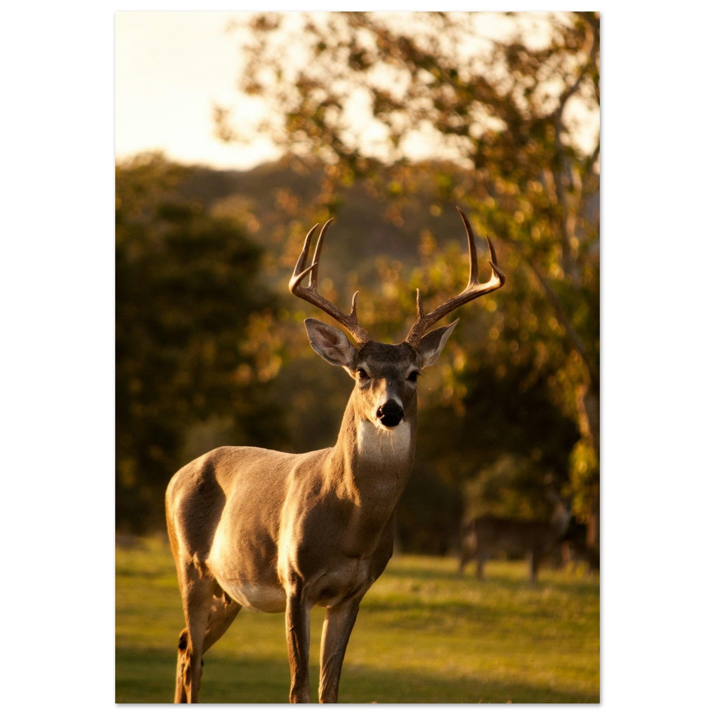 Tableau photo Photo d'un cerf en foret 2 — tirage aluminium Dibond mat, fabrication française, prêt à accrocher