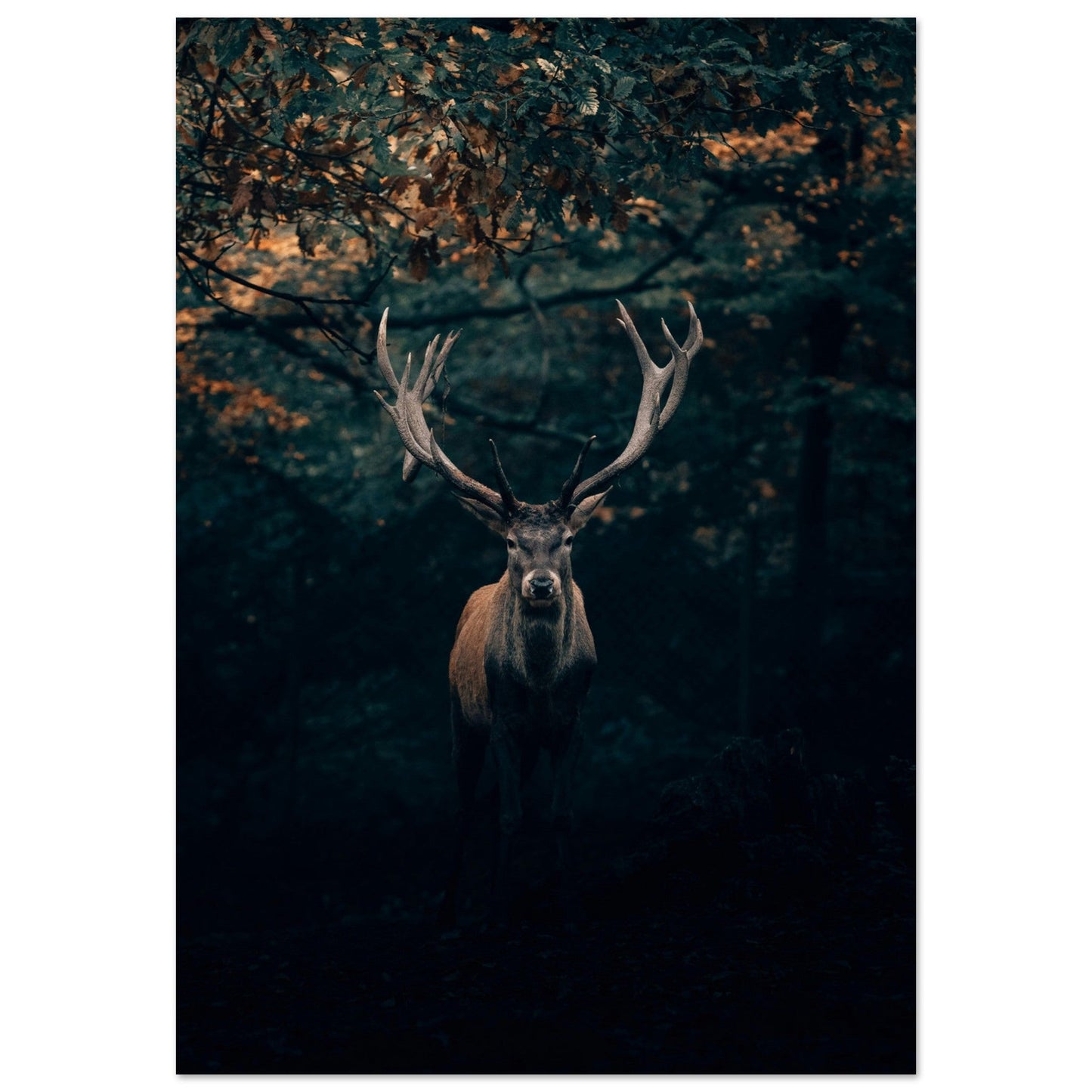 Tableau photo Photo d'un cerf en foret 3 — tirage aluminium Dibond mat, fabrication française, prêt à accrocher