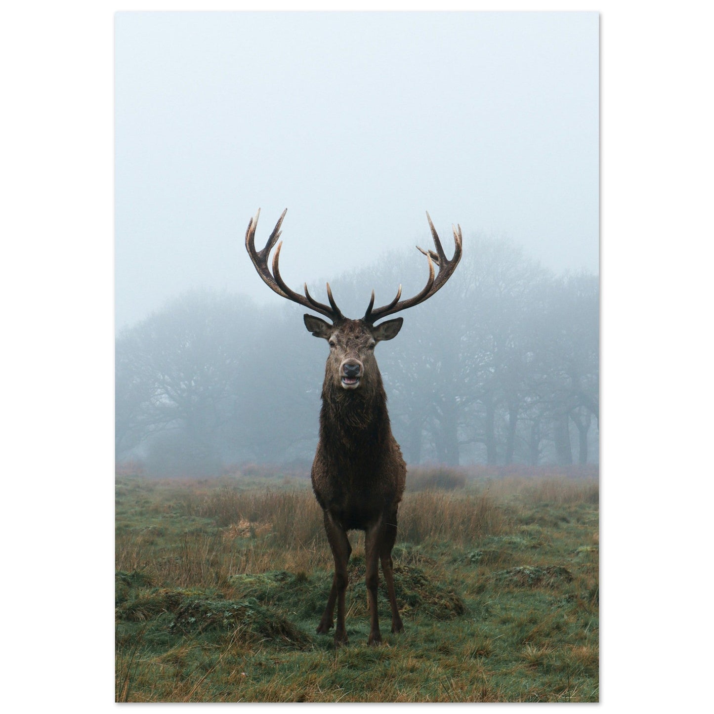 Tableau photo Photo d'un cerf en foret 1 — tirage aluminium Dibond mat, fabrication française, prêt à accrocher