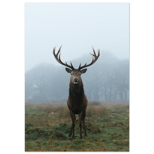 Tableau photo Photo d'un cerf en foret 1 — tirage aluminium Dibond mat, fabrication française, prêt à accrocher