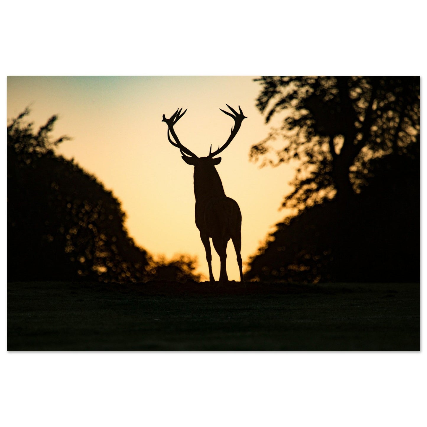Tableau photo Photo d'un cerf en foret 1 — tirage aluminium Dibond mat, fabrication française, prêt à accrocher